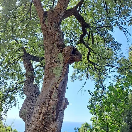 182 - Casa Degli Ulivi Cavi Di Lavagna, 50metri Dal Mare E Dalle Spiagge
